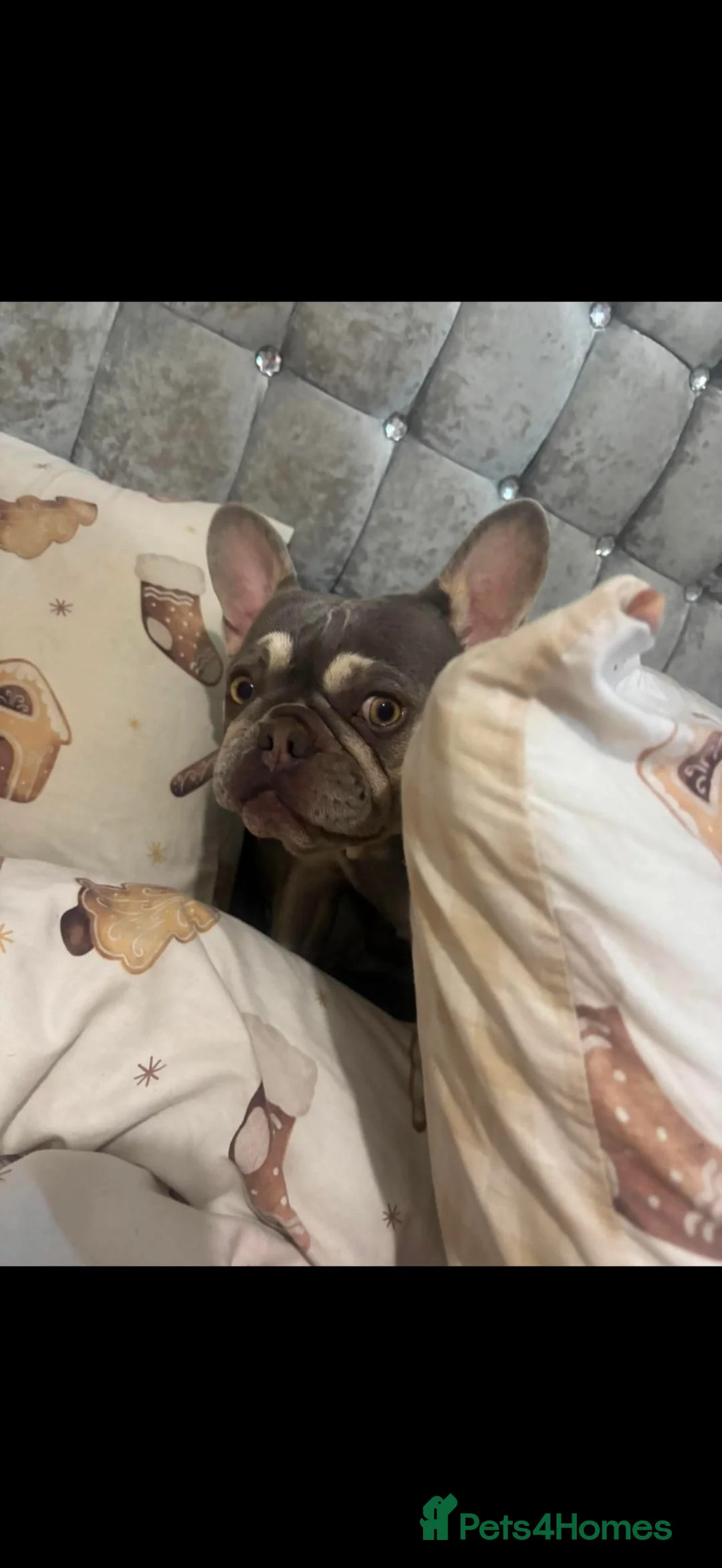 Mixed Breed dogs for sale: FRENCHIE chows  - Advert 2