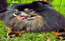 Pomeranian dogs for adoption: Velvet’s Journey: From Darkness to Hope - Image 2