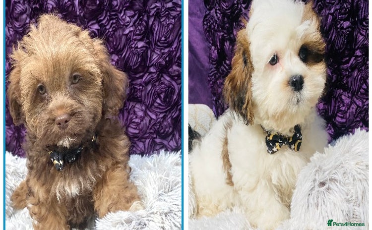Shih Tzu dogs - Advert 1