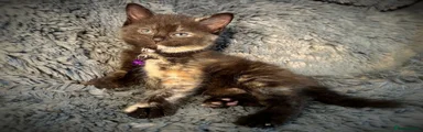 Tortoiseshell female 1