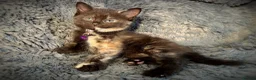 Mixed Breed cats for sale: 9 beautiful friendly kittens - Advert 7