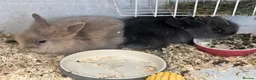 Lionhead rabbits for sale: Beautiful Double Lionhead Baby Rabbits  - Advert 4