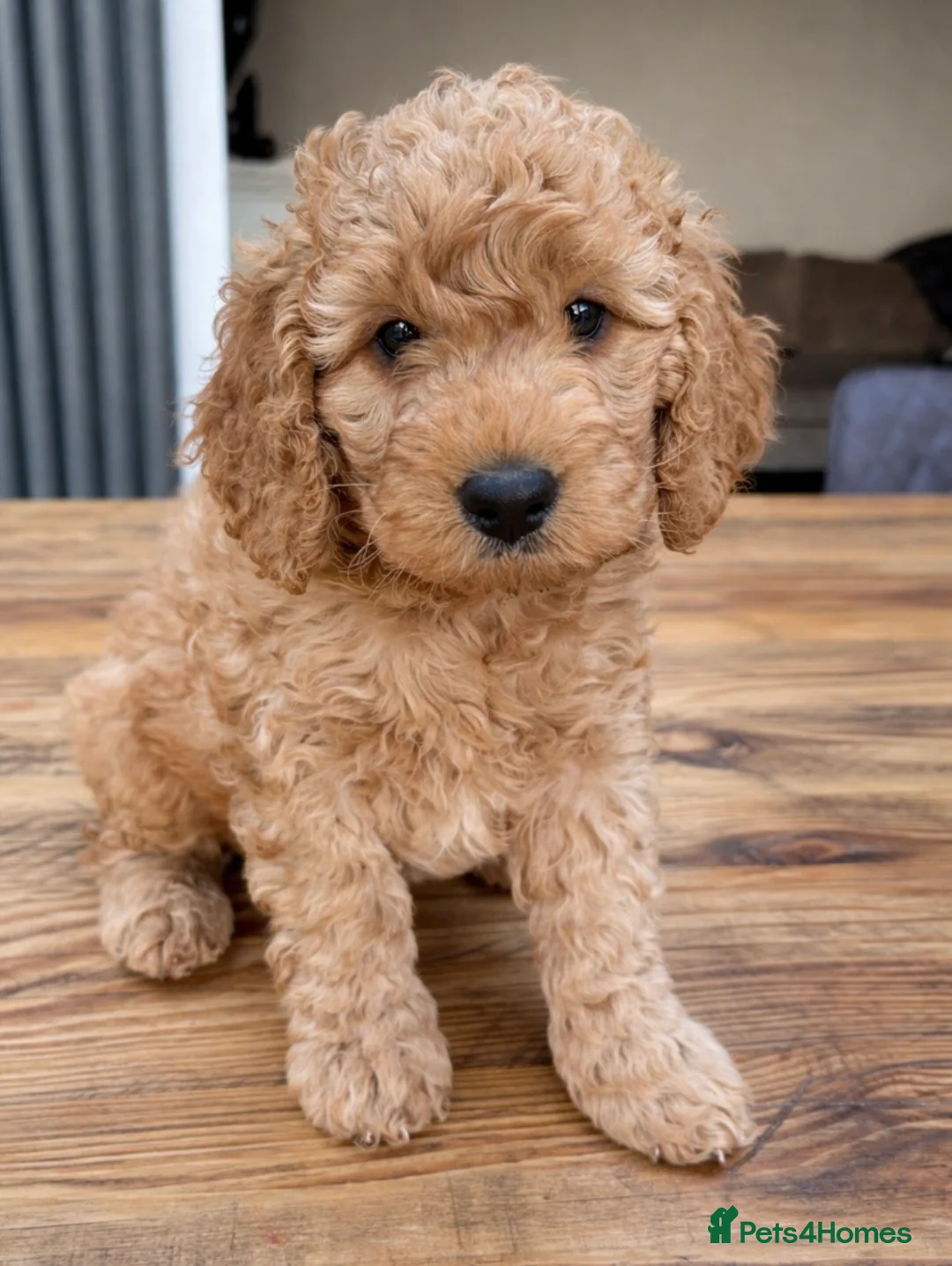 Cockapoo dogs for sale: 🐾last Cockapoo Puppy ready for Loving Homes🐾 - Advert 1