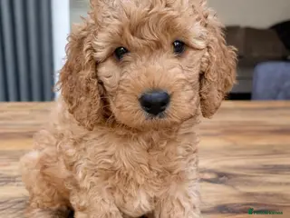 Cockapoo dogs 🐾last Cockapoo Puppy ready for Loving Homes🐾 - Advert 15