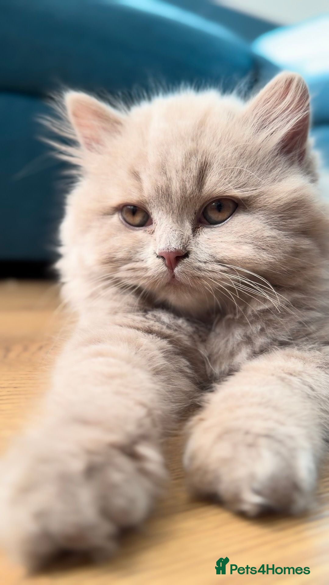 British Shorthair cats 🐾 GCCF 🤎 FAWN & CINNAMON GIRLS BLH/BSH - Advert 2