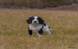 English Springer Spaniel dogs for sale: Springer spaniel puppies KC reg READY - Image 4