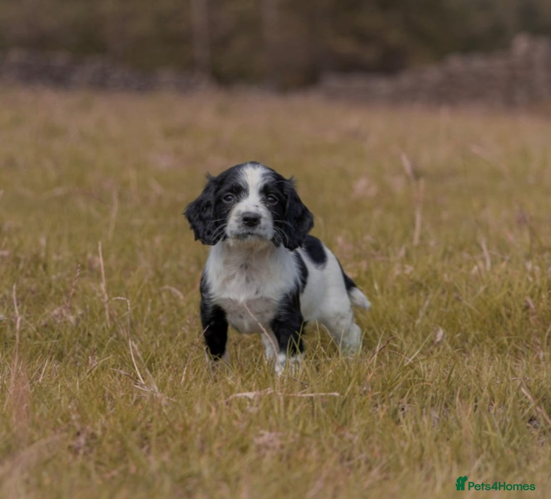 English Springer Spaniel dogs for sale: Springer spaniel puppies KC reg READY - Image 4