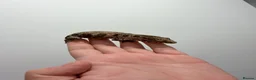 Gecko reptiles for sale: NEW CALEDONIAN GIANT GECKO JUNIORS  - Advert 6