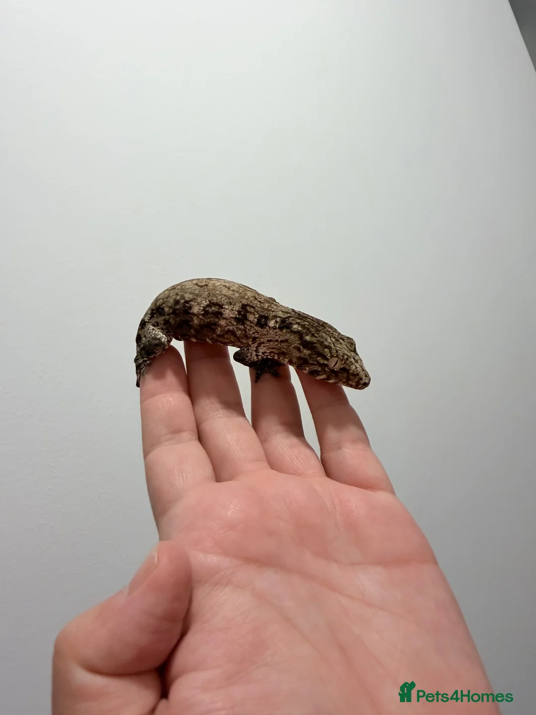 Gecko reptiles for sale: NEW CALEDONIAN GIANT GECKO JUNIORS  - Advert 6
