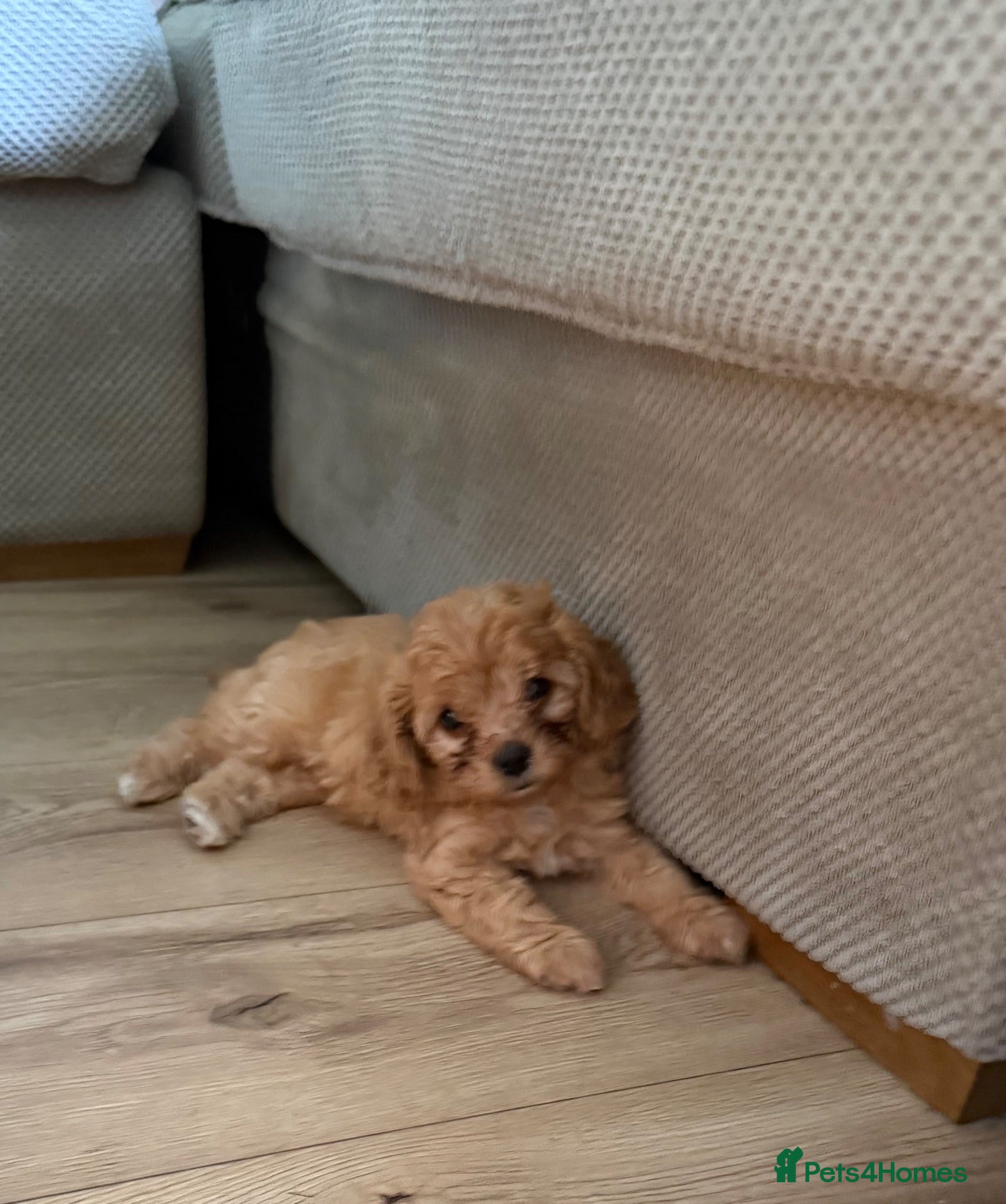 Cavapoo dogs Beautiful Cavapoo Puppy available  - Advert 18