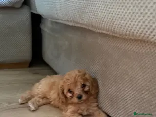 Cavapoo dogs Beautiful Cavapoo Puppy available - Advert 1