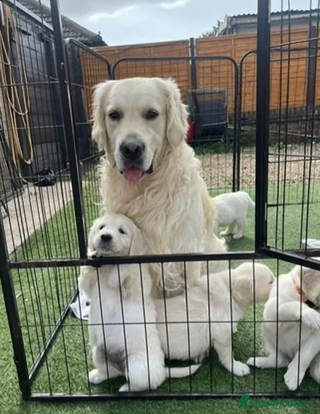 Golden Retriever dogs for sale: GOLDEN RETRIEVER PUPPIES  in Knutsford - Advert 4