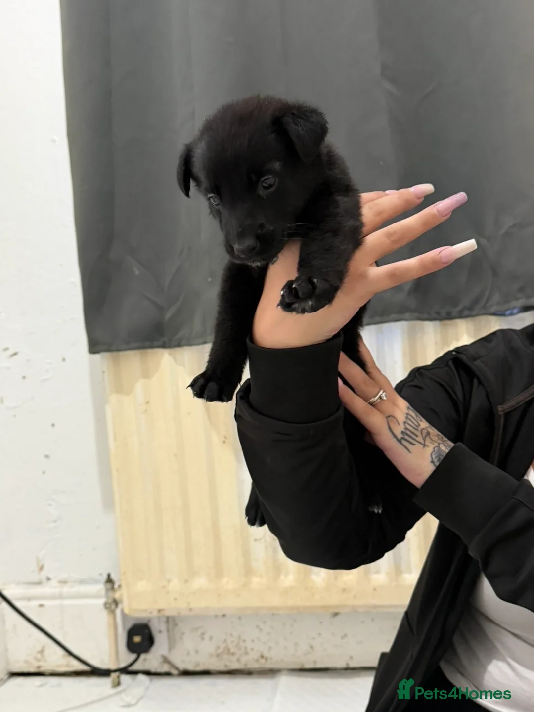 Mixed Breed dogs for sale: Belgian shepherd puppies  in Hartlepool - Advert 7