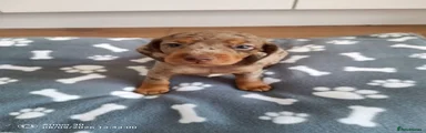 Waffle 