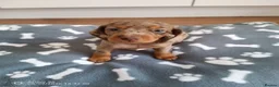 Miniature Dachshund dogs for sale: Beautiful miniature dachshund puppies  in Cannock - Advert 7