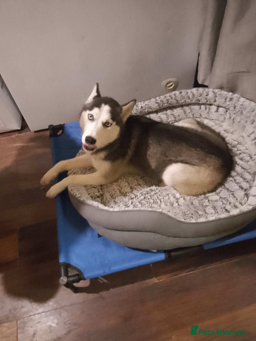 Siberian Husky dogs for sale: Beautiful Siberian Husky Puppy - Advert 15