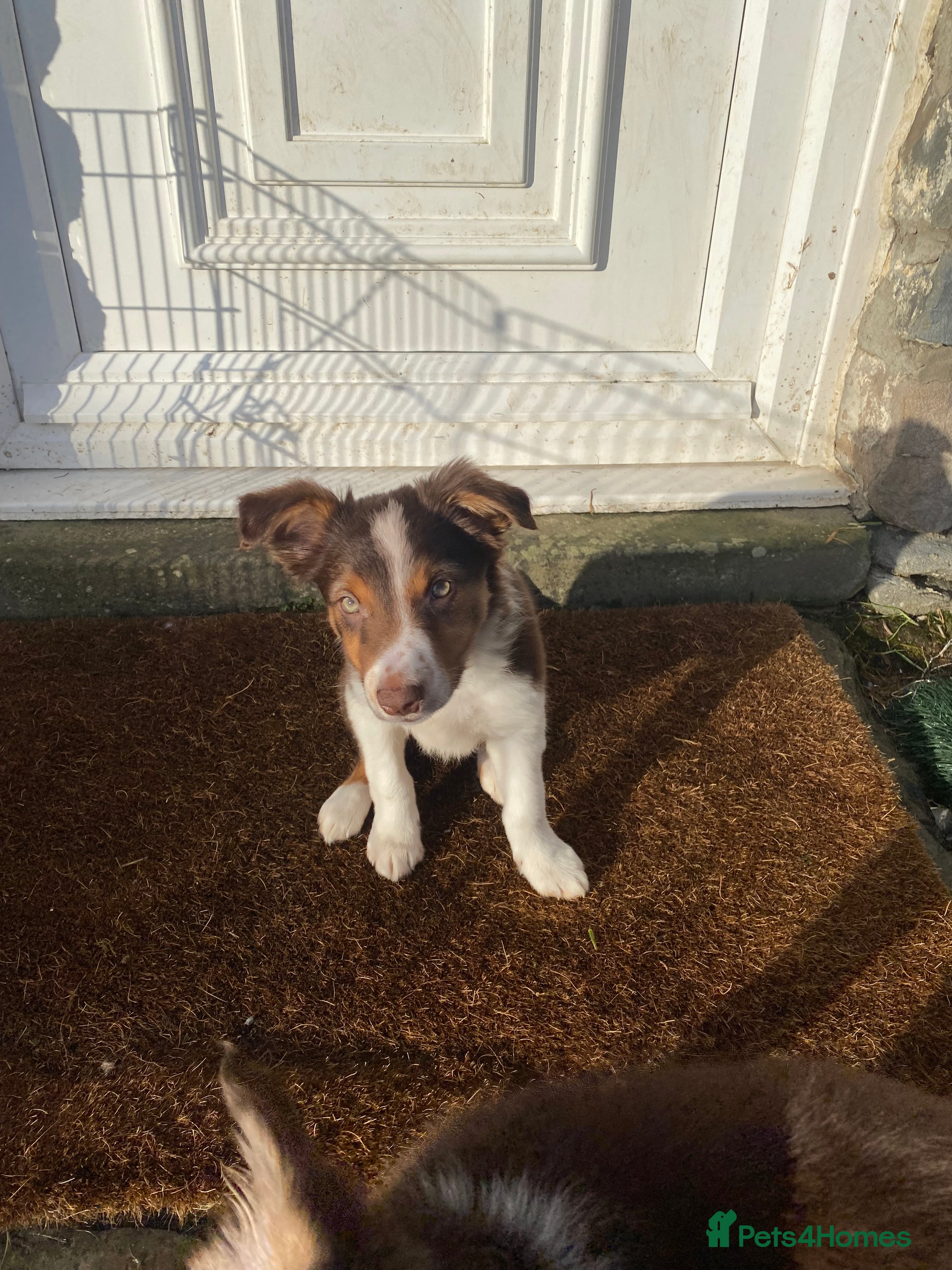 Border Collie dogs 1 Boy Red/Brown Tri BorderCollie: rough coat - Advert 13