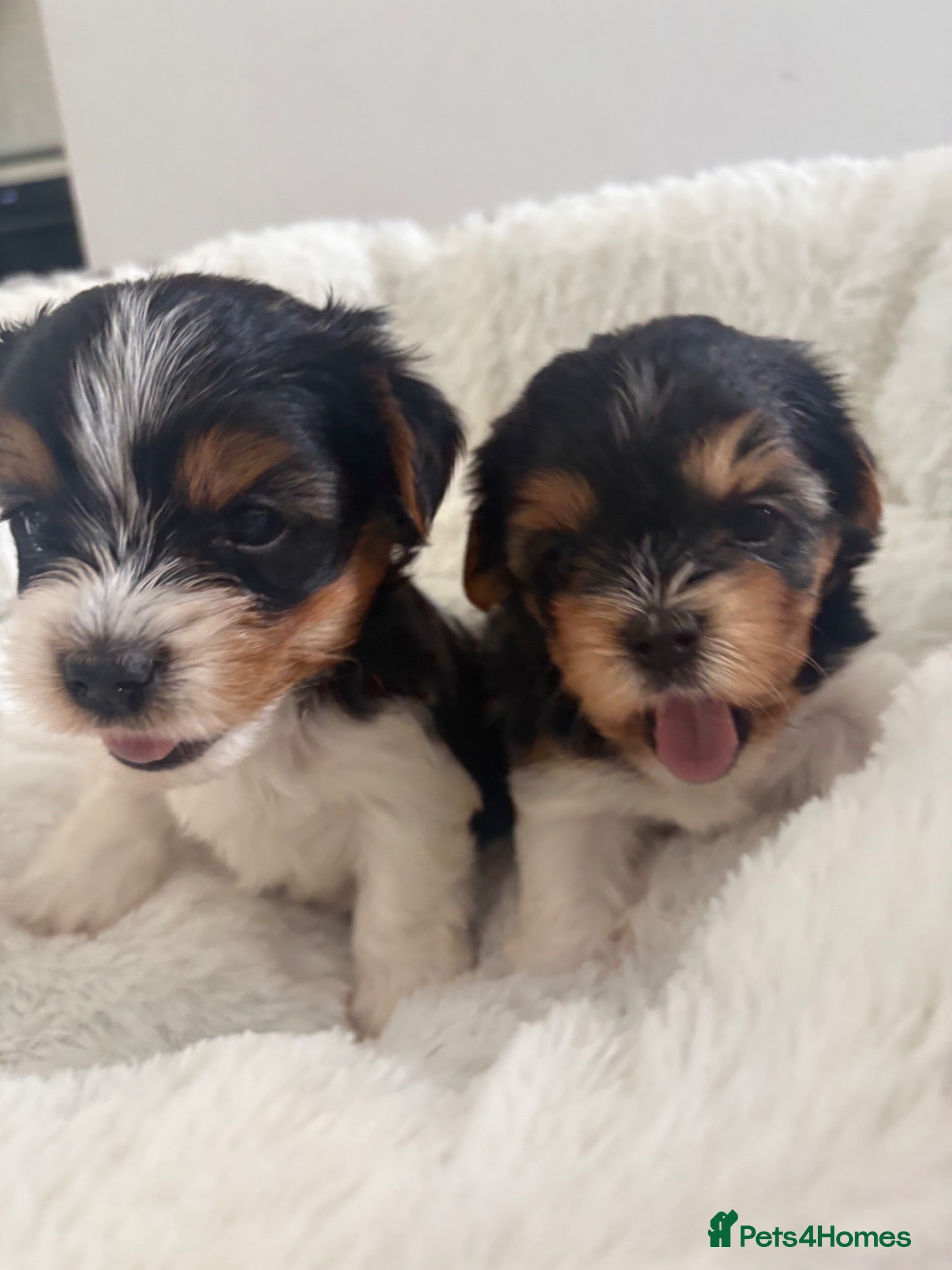 Biewer Terrier dogs ❤️Beautiful Biewer Terriers 1 Boy & 1 Girl❤️ - Advert 4