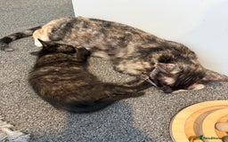 Mixed Breed cats for sale: Female British Shorthair X Kitten  - Image 6
