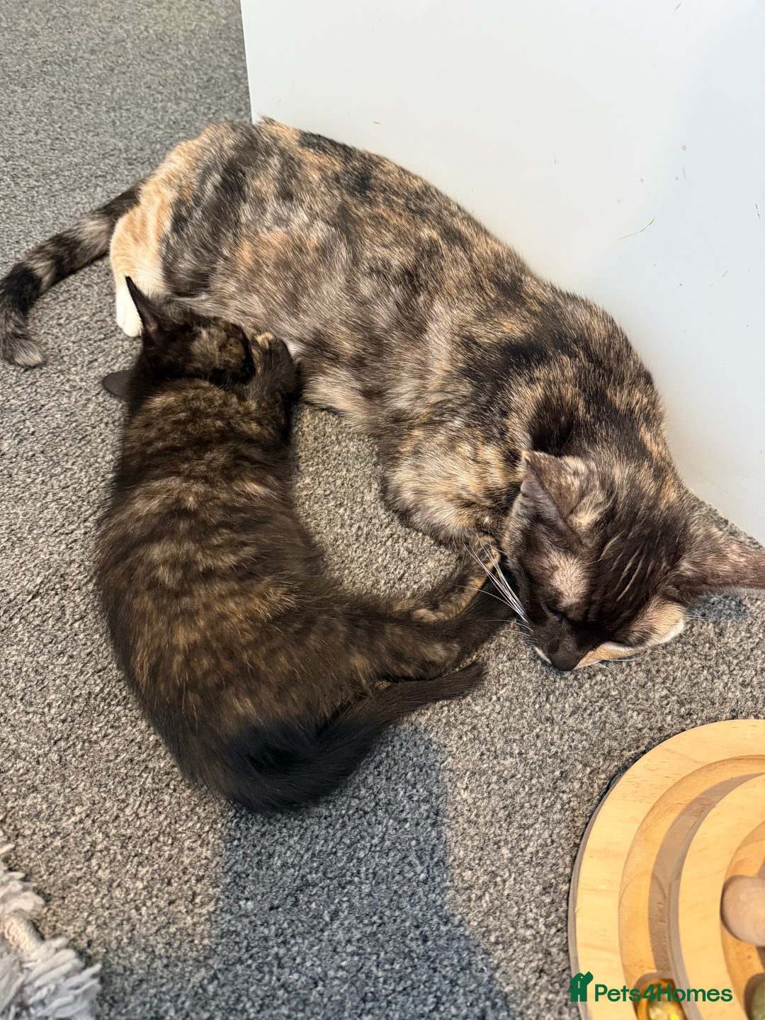Mixed Breed cats for sale: Female British Shorthair X Kitten  - Image 6