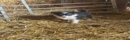Border Collie dogs for sale: 2 Beautiful Border Collie bitch pups in Sheffield - Advert 7