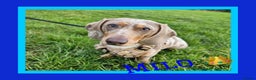Dachshund dogs for stud: *Stud Only* Isabella Dapple Miniture Dachaund in Doncaster - Advert 1