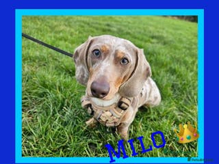 Dachshund dogs *Stud Only* Isabella Dapple Miniture Dachaund in Doncaster - Advert 3