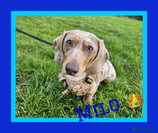 Dachshund dogs in Doncaster - Advert 1