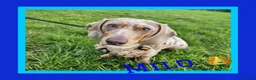 Dachshund dogs for stud: *Stud Only* Isabella Dapple Miniture Dachaund in Doncaster - Advert 1