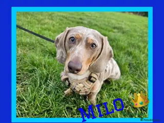 Dachshund dogs *Stud Only* Isabella Dapple Miniture Dachaund in Doncaster - Advert 13