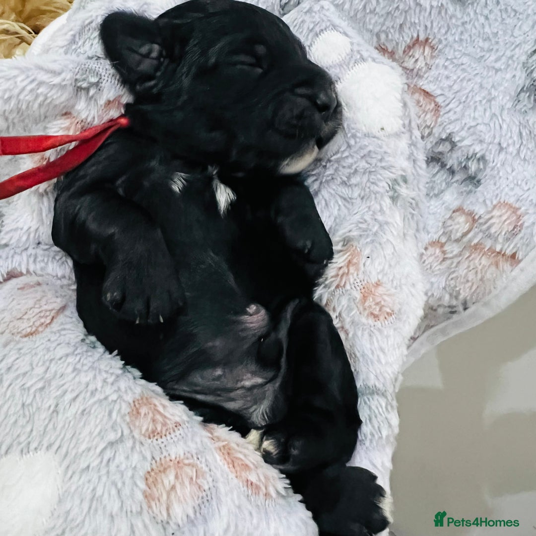 Cockapoo dogs for sale: Beautiful Cockapoo Puppies – 6 Boys & 2 Girls - Advert 8