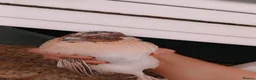 Quail poultry for sale: Male Coturnix Quail in Worksop - Advert 3