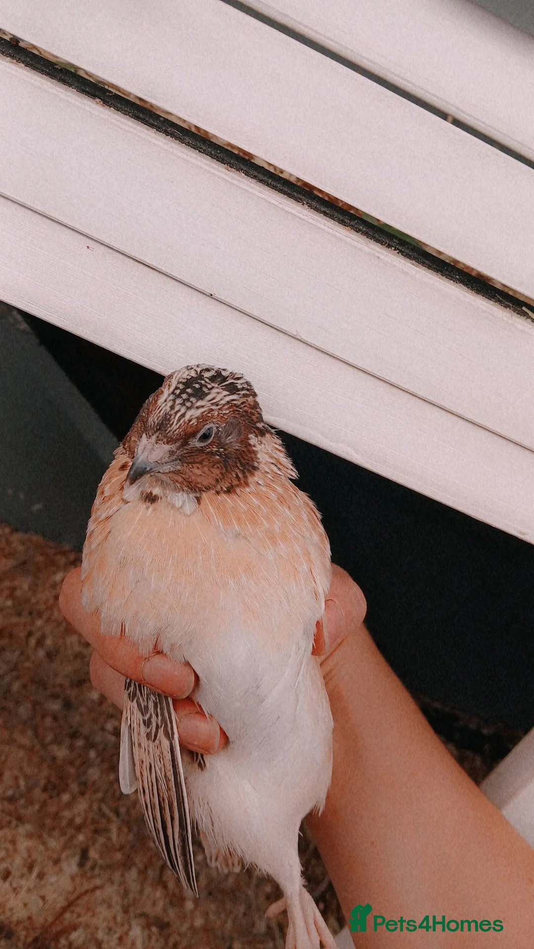 Quail poultry for sale: Male Coturnix Quail in Worksop - Advert 3