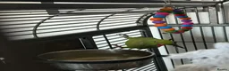Parakeets birds for sale: Parakeets  in Swadlincote - Advert 2