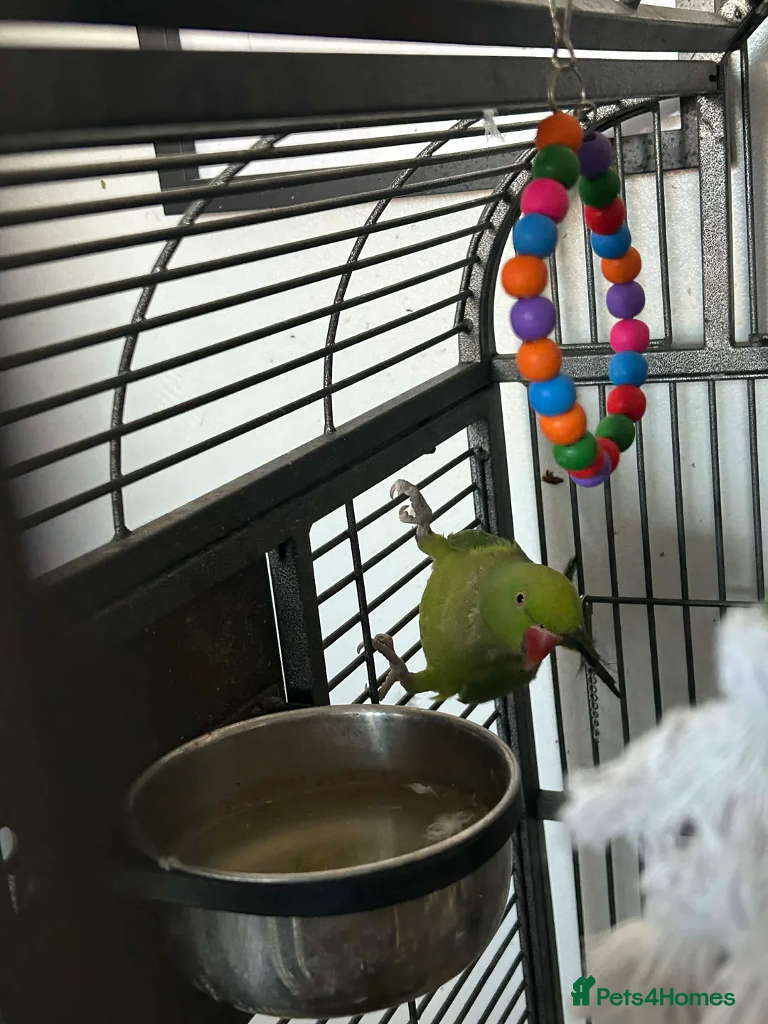 Parakeets birds for sale: Parakeets  in Swadlincote - Advert 2
