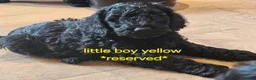Cockapoo dogs for sale: Beautiful Cockapoo puppies - Advert 7