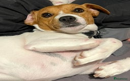 Jack Russell dogs for sale: Rehome  - Image 6