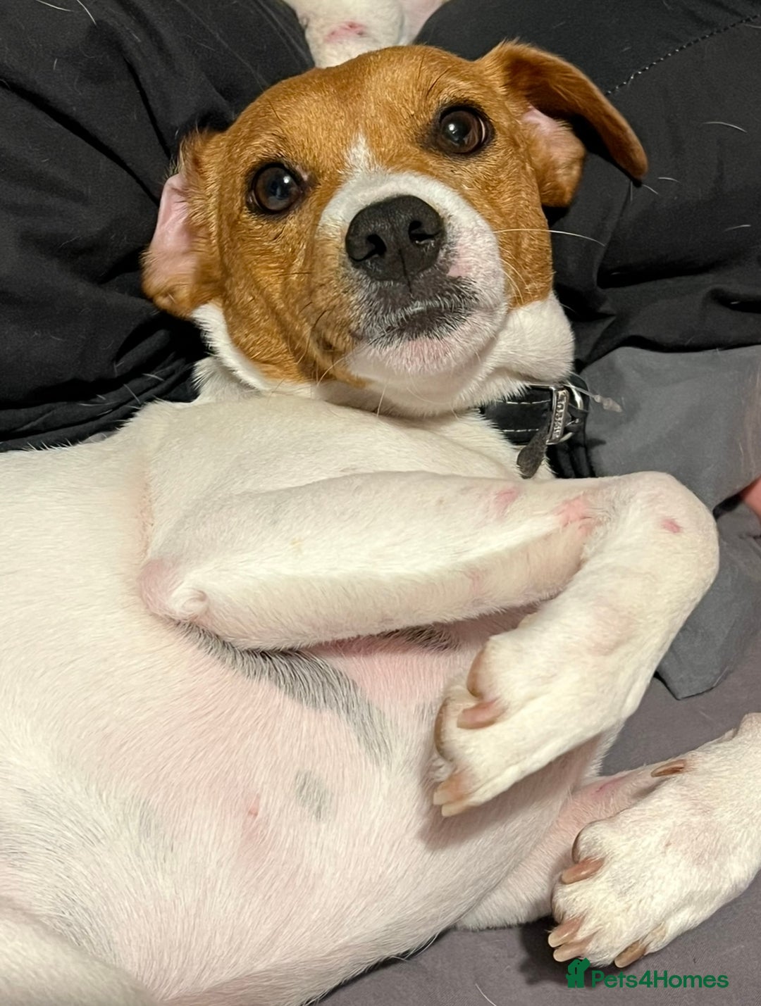 Jack Russell dogs for sale: Rehome  - Image 6
