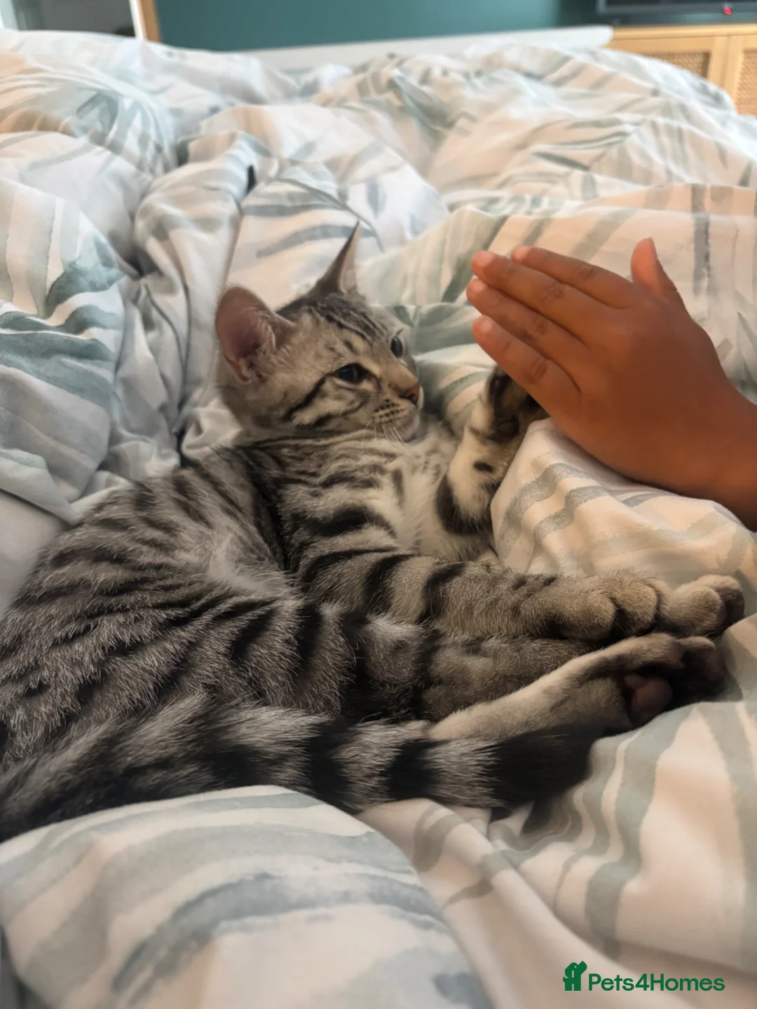 Bengal cats for sale: Full Bengal  in Dunstable - Advert 4