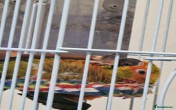 Parrots birds for sale: jenday conure parrot - Image 5