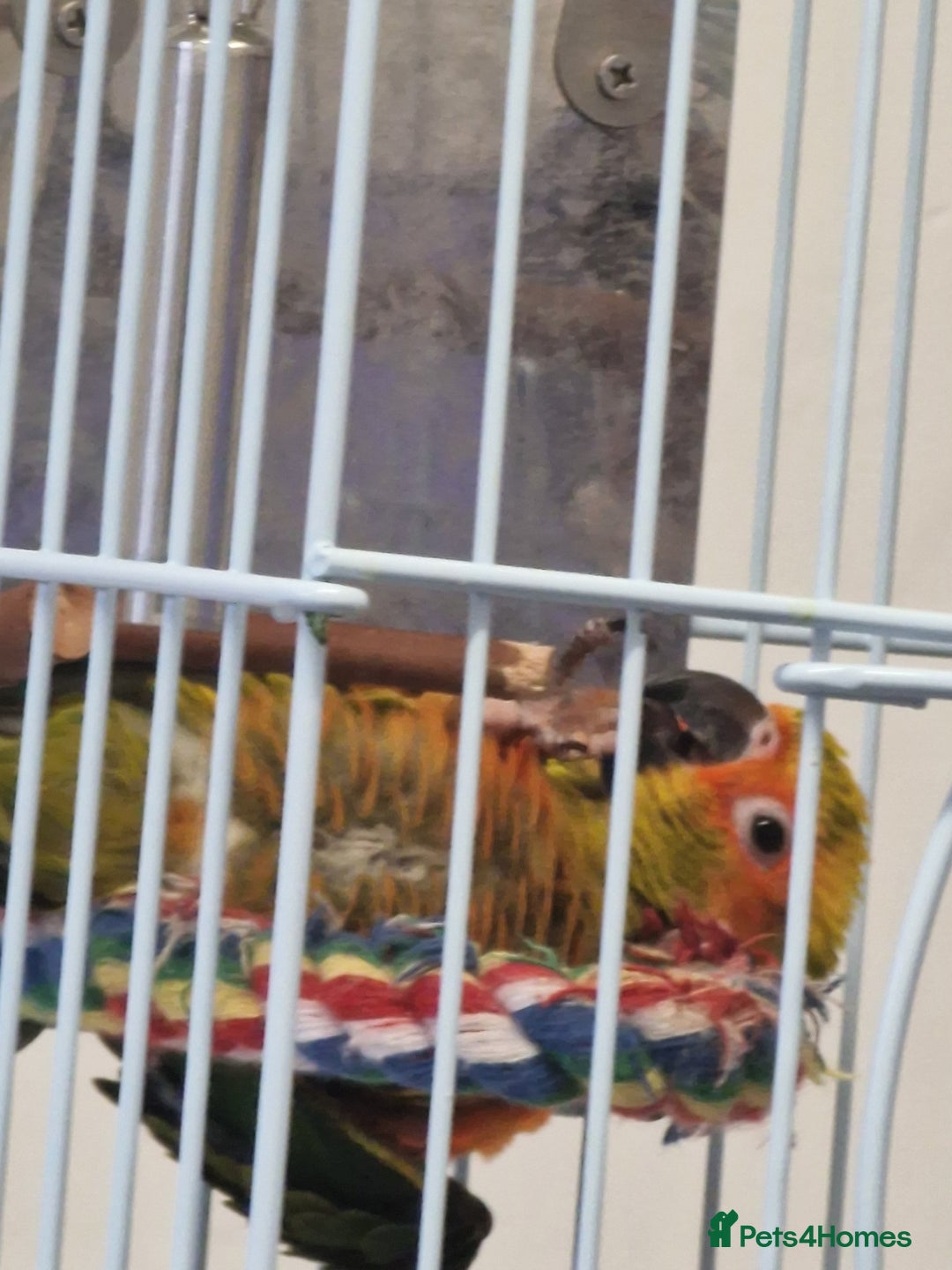 Parrots birds for sale: jenday conure parrot - Image 5