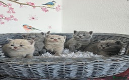 British Shorthair cats for sale: British Shorthair kittens  - Image 13