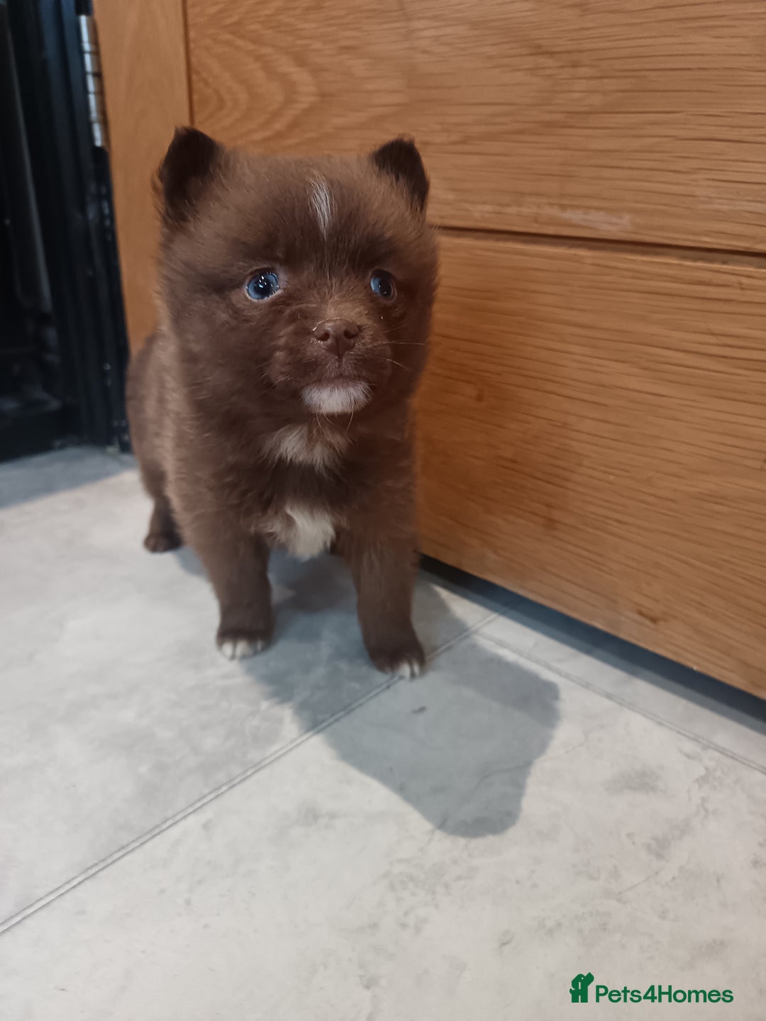 Pomsky dogs for sale: Amazing puppys - Advert 10