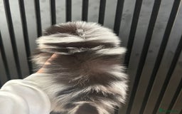 Pomeranian dogs for sale: Adorable bear faced fluffy merle Pomeranians - Image 15