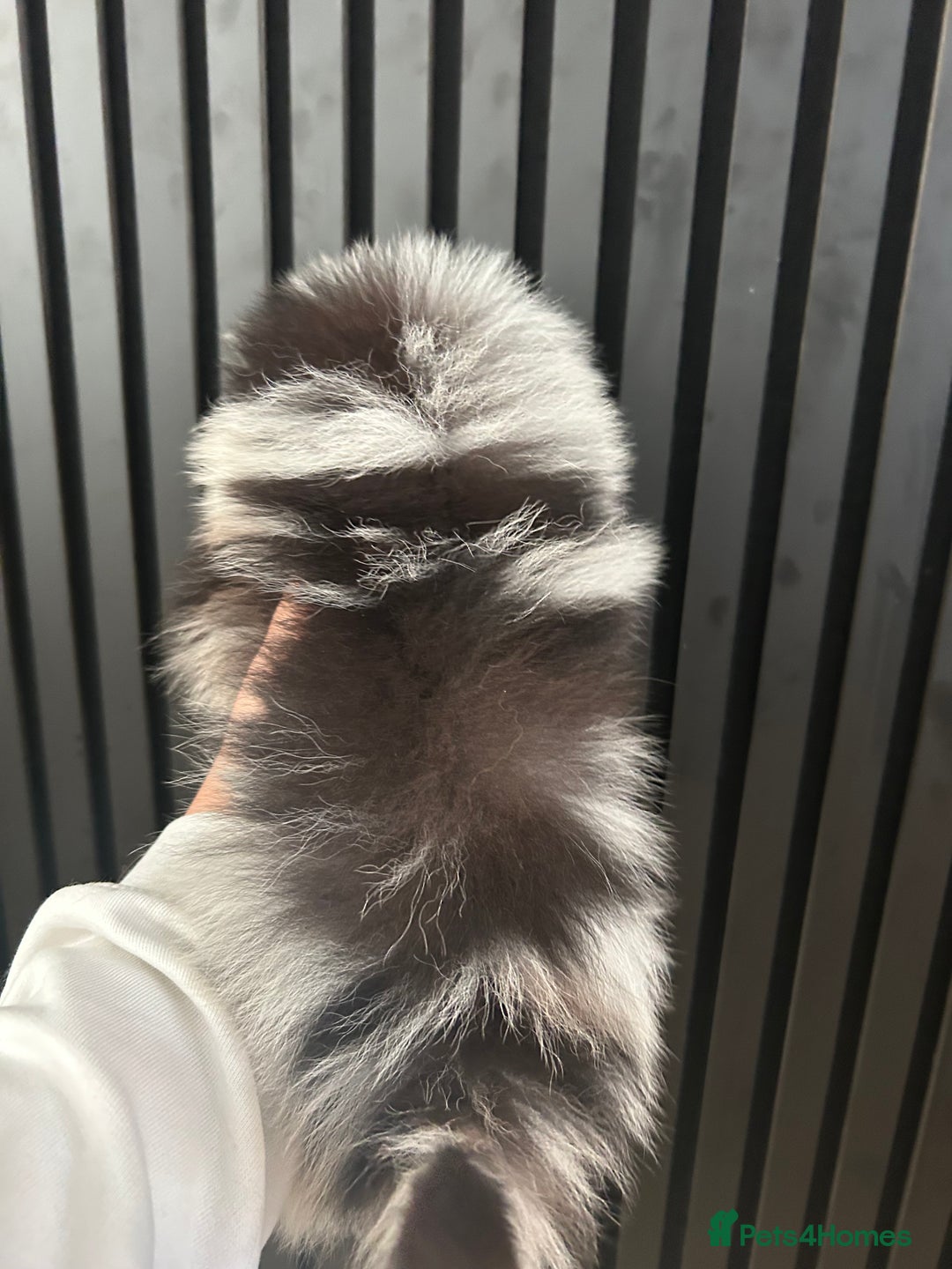 Pomeranian dogs for sale: Adorable bear faced fluffy merle Pomeranians - Image 15