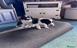 Sprollie dogs for sale: 3 beautiful sprollie pups - Image 11