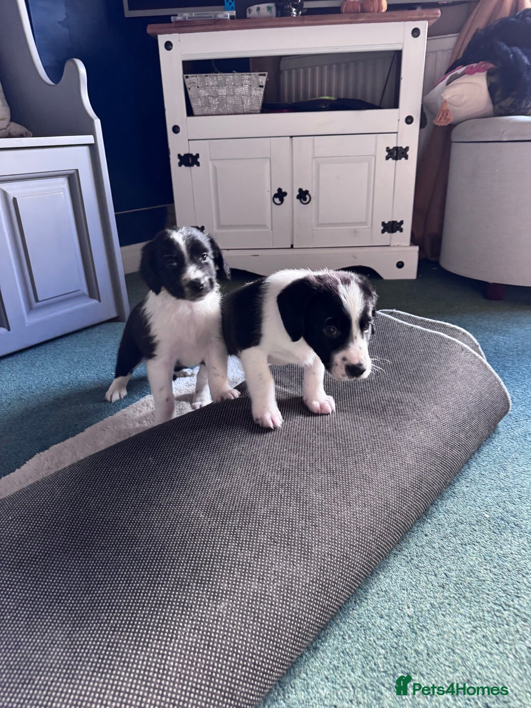 Sprollie dogs for sale: 3 beautiful sprollie pups - Image 11