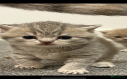 British Shorthair cats for sale: gorgeous gccf pedigree British short hair kittens - Image 13