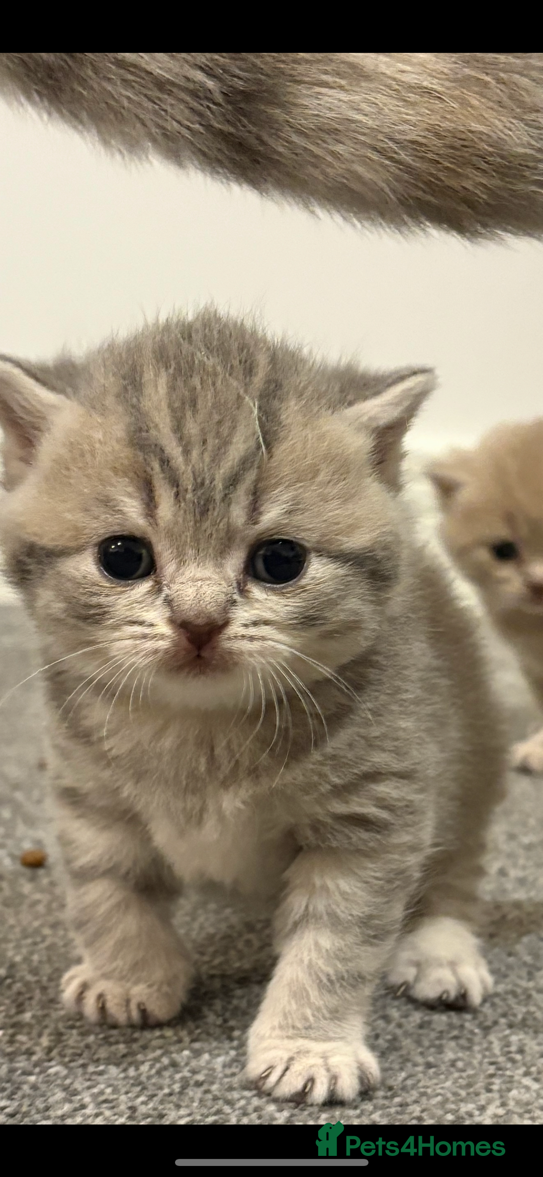 British Shorthair cats for sale: gorgeous gccf pedigree British short hair kittens - Image 13