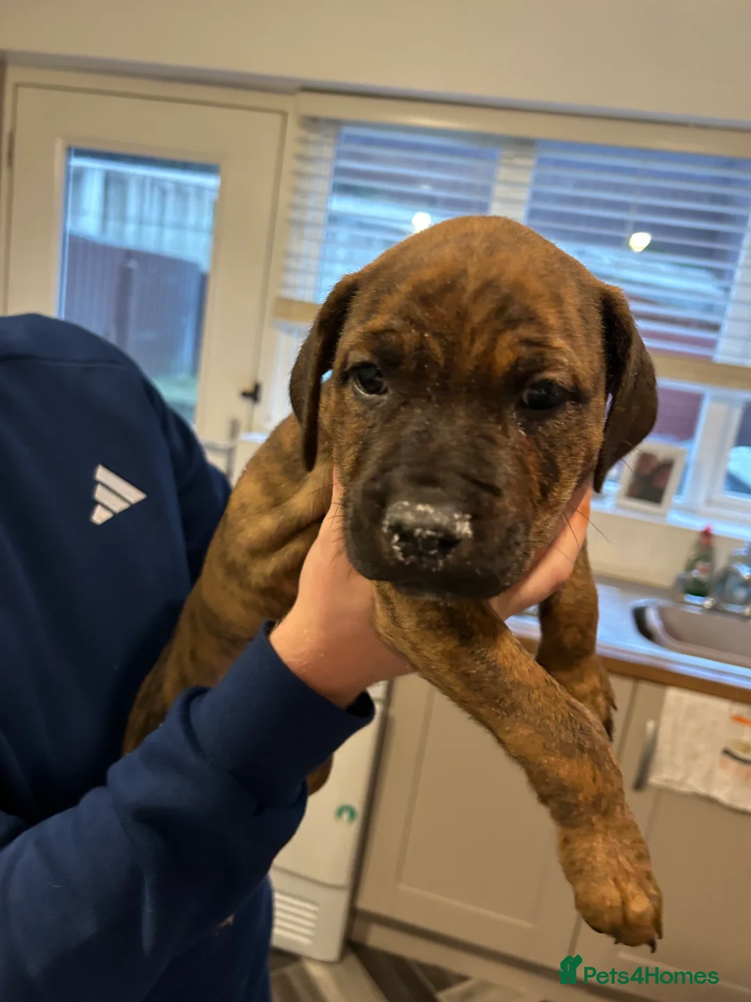 Mixed Breed dogs for sale: Staffy pups  - Advert 12